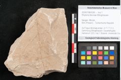 Foto (Objekt + Etikett) von Rhytisma feroniae Ettingshausen (NHMW-GEO-2024-0188-6395)